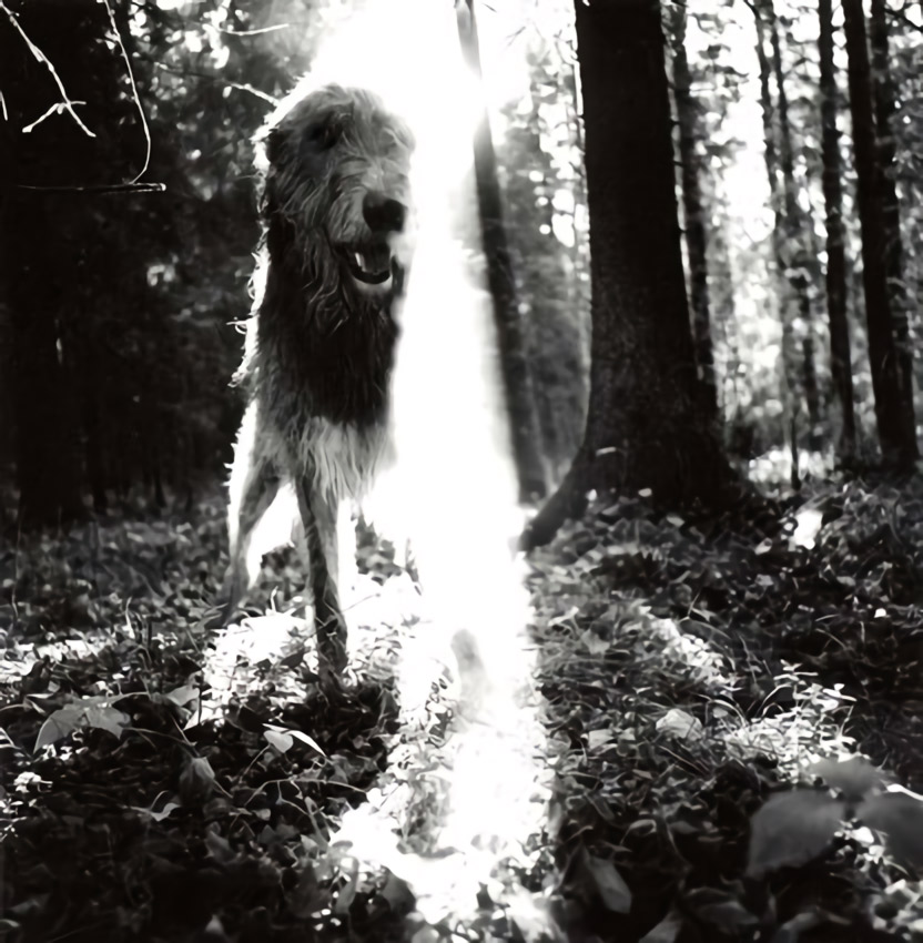 Näyttelystä Baskervillen koira, Vilja Tamminen.